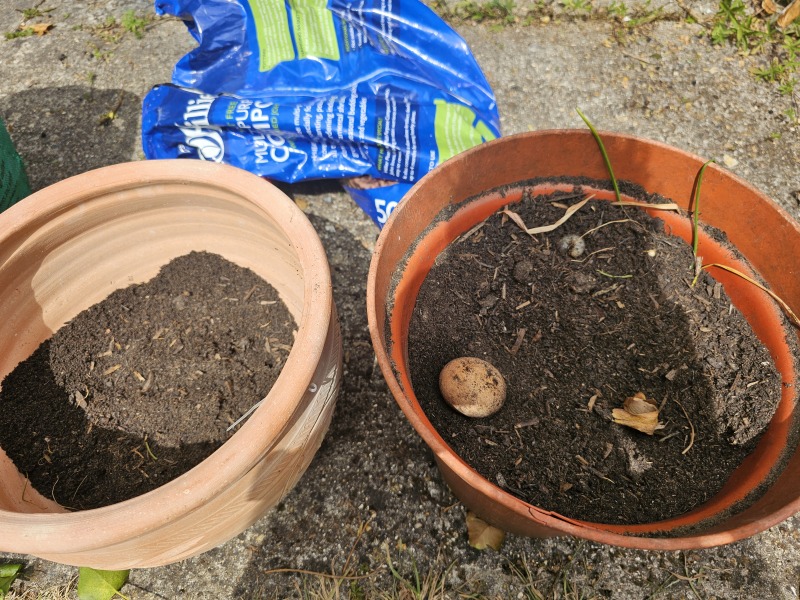 Please help me solve a garden mystery!