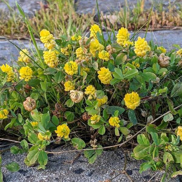 Can anyone identify this plant in my garden please?