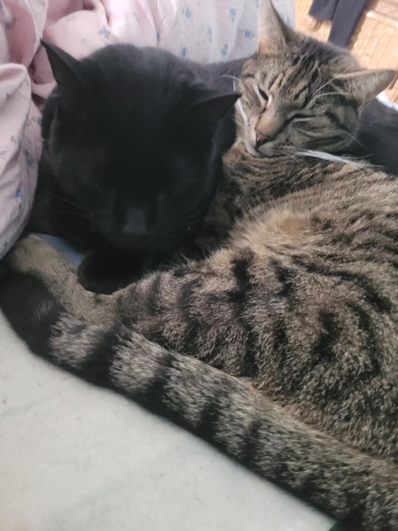 Would a 2nd cat be a good idea?