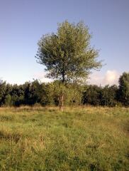 Bit of a strange tree ID one…