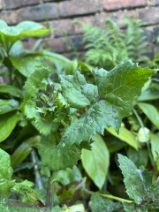 Plant ID - sorry, a bit difficult
