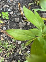 Is this peony wilt?