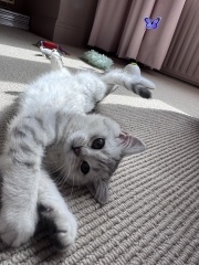 Will our calm British Shorthair kitten stay easy-going as she grows?