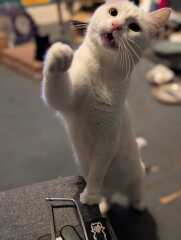Get A Compass! The Excellent Cats embrace a new rallying cry