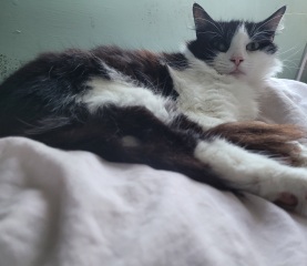 Cat tired in this weather
