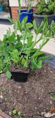 What type of pea?