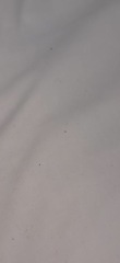 ? bed bugs...freaking out