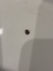 omg I’ve just woken up in a hotel as I felt something crawling on me, it was a bloody bed bug
