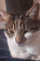 Cat’s birthday
