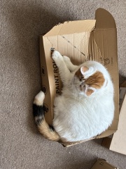 Get A Compass! The Excellent Cats embrace a new rallying cry