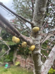 What is wrong with this cherry?