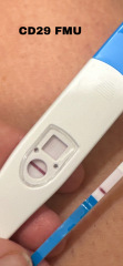 BFP or faulty test?