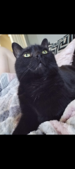 Getting another cat after loss with an existing cat.. advice?