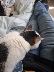 Cat tired in this weather