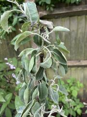 What is going with my new pear tree