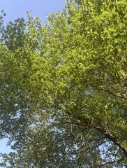 Bit of a strange tree ID one…