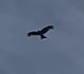 Any birdwatchers around to help me ID this bird?