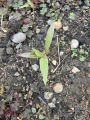 plant ID please - are either of these self-seeders worth keeping?