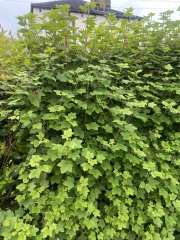 Shrub ID