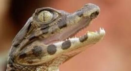 Isn't Michael Portillo adorable as a TV presenter?