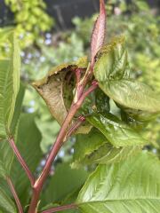 Ants on my cherry? What do I do