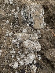 What is this powdery stuff in my soil?