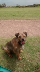 Which breed puppy would suit us?