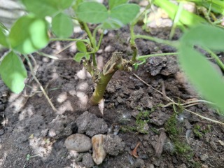 Can anyone identify this plant in my garden please?