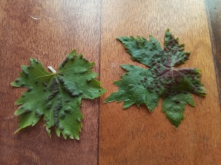 Grapevine bug?