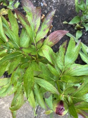 Is this peony wilt?