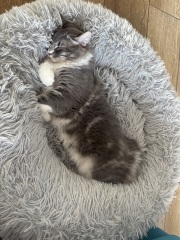 New tiny kitten