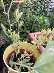 What’s wrong with my sweet pea plant?