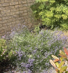 How should I prune overgrown, leggy lavender without losing the flowers?
