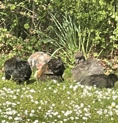 AIBU to feel annoyed by my neighbour's complaints about rats?