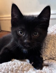 Cat introductions