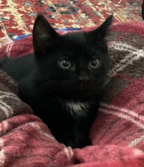 Cat introductions