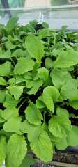Quick to grow food plant?