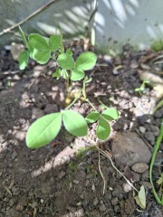 Can anyone identify this plant in my garden please?