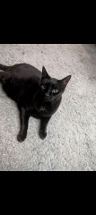 Getting another cat after loss with an existing cat.. advice?