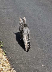 Get A Compass! The Excellent Cats embrace a new rallying cry