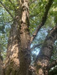 Bit of a strange tree ID one…