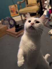 Get A Compass! The Excellent Cats embrace a new rallying cry