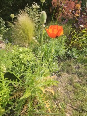 Oriental poppy help please?