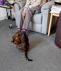 Get A Compass! The Excellent Cats embrace a new rallying cry