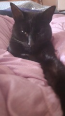 Cat’s birthday