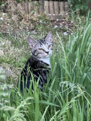 Cat tired in this weather