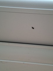 Tiny black flying bugs in the house, are they fruit flies?