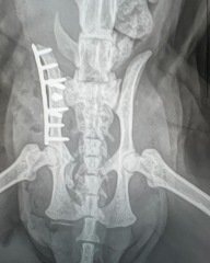 How well did your cat recover after being hit by a car?