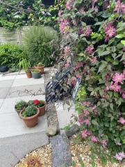 Clematis identification and advice