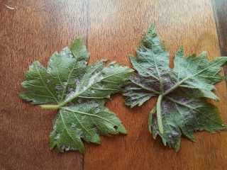 Grapevine bug?